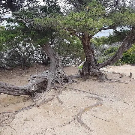 Eleonora * Sant'Andrea (Sardinia)